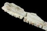 Fossil Fish (Ichthyodectes?) Jaw Section - Kansas #146339-3